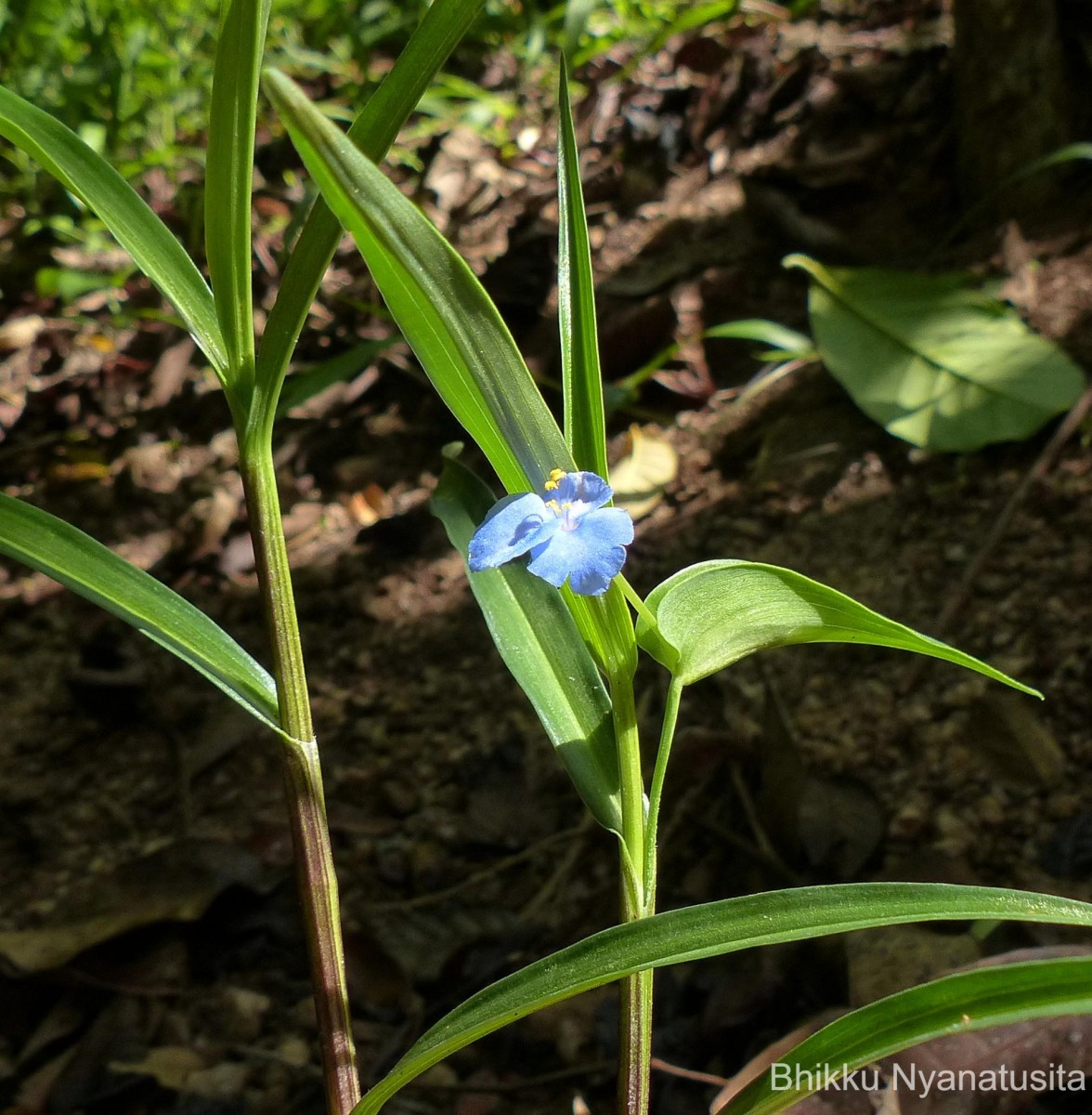 Commelina appendiculata C.B.Clarke